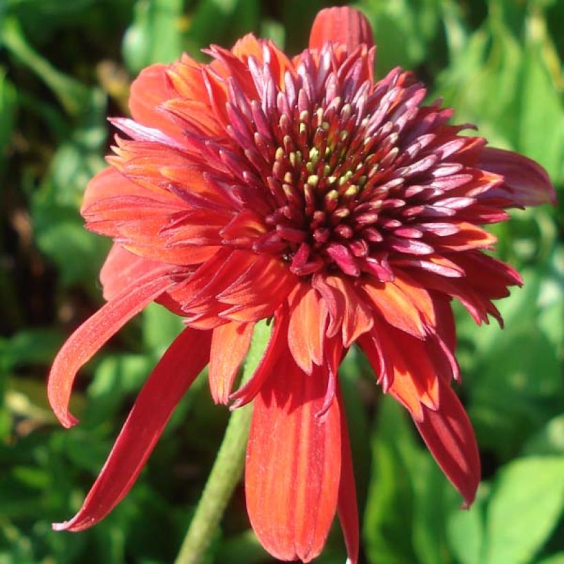 Echinacea Eccentric (Floração)