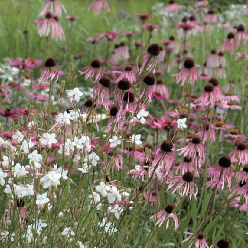 Echinacea pallida (Hábito)
