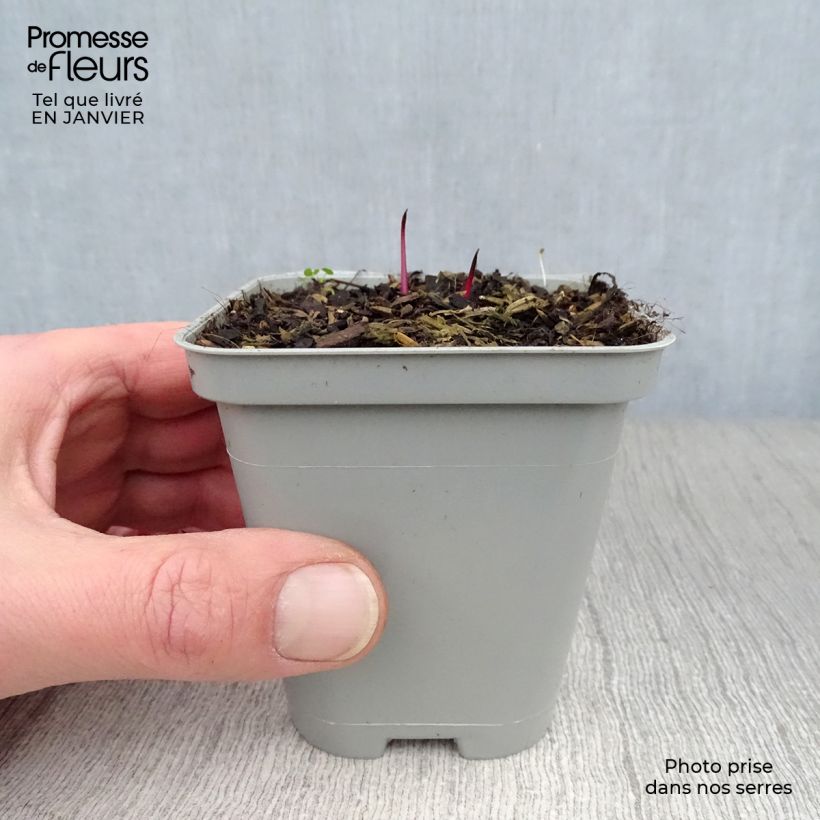 Amostra de Echinacea pallida Vaso de 8/9 cm tal como entregue no inverno