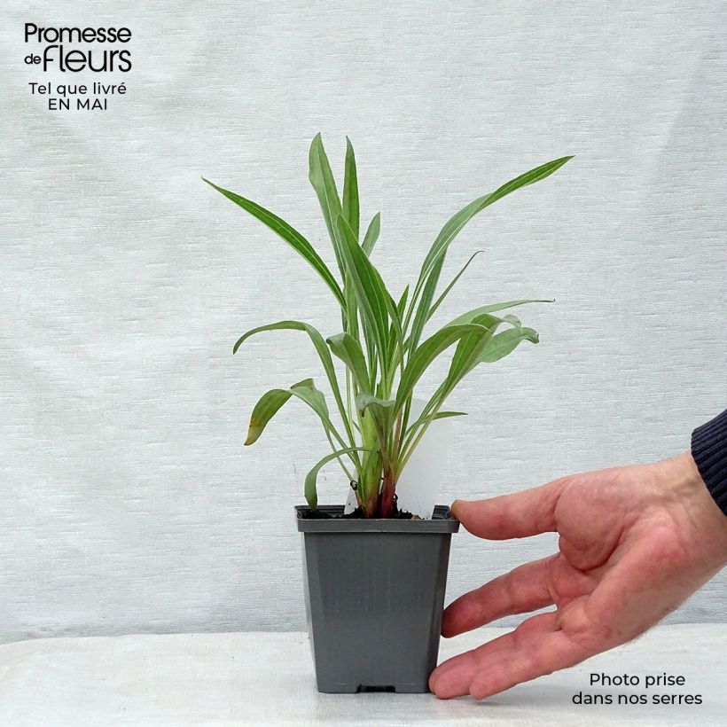 Amostra de Echinacea pallida Vaso de 8/9 cm tal como entregue na primavera