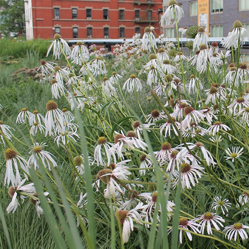 Echinacea pallida Hula Dancer (Floração)