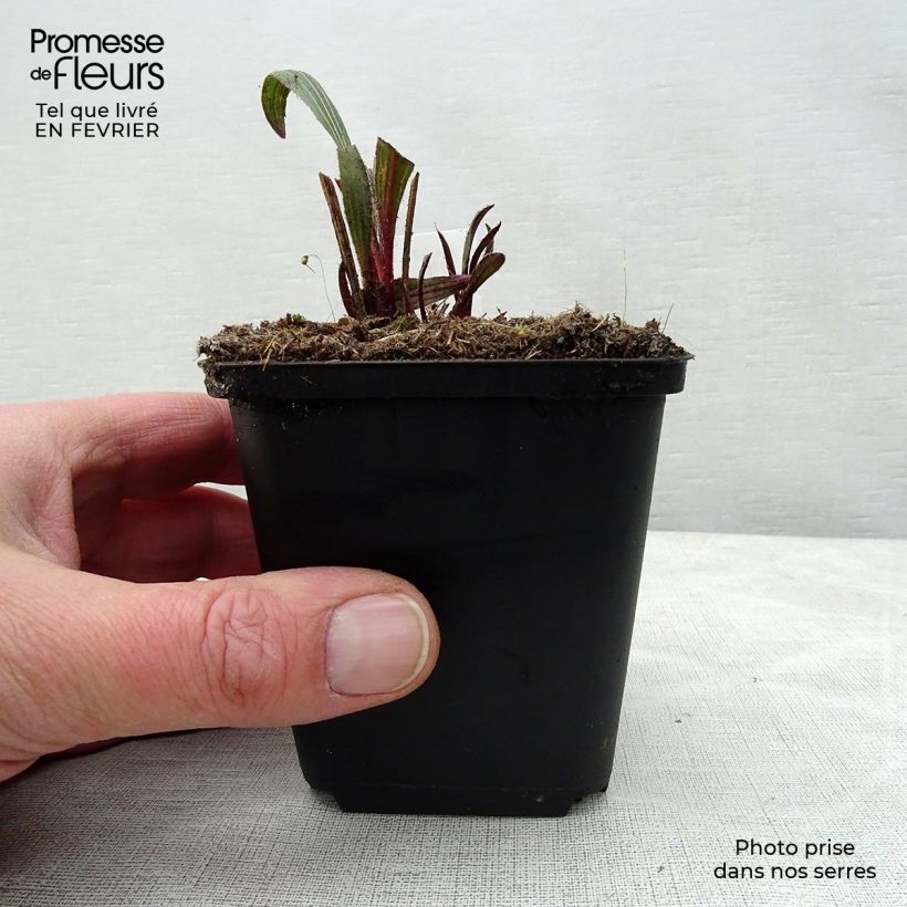 Amostra de Echinacea pallida Hula Dancer Vaso de 8/9 cm tal como entregue no inverno