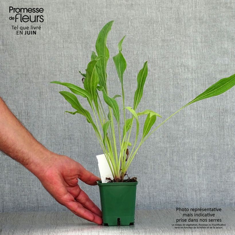 Amostra de Echinacea pallida Hula Dancer Vaso de 8/9 cm tal como entregue no verão