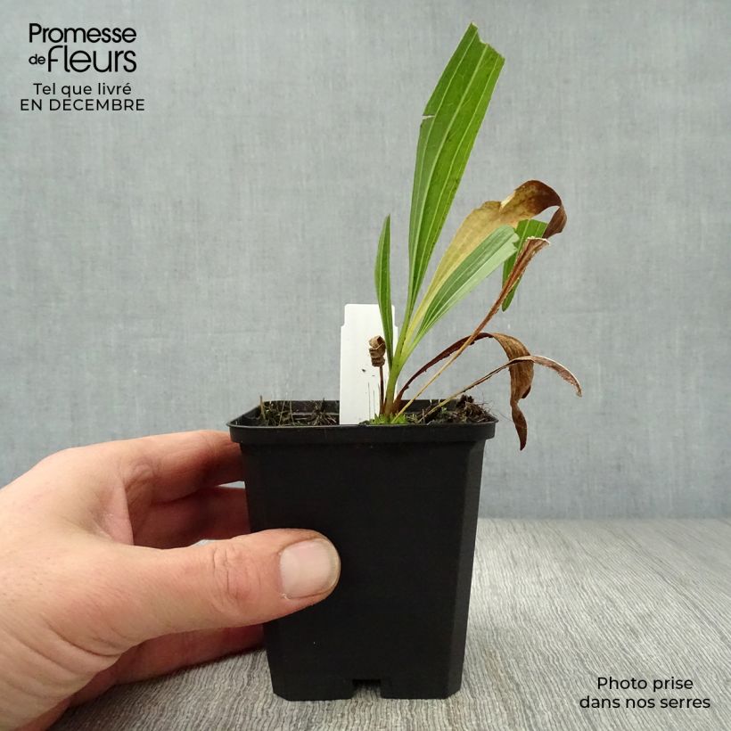 Amostra de Echinacea paradoxa - Equinácea amarela Vaso de 8/9 cm tal como entregue no inverno