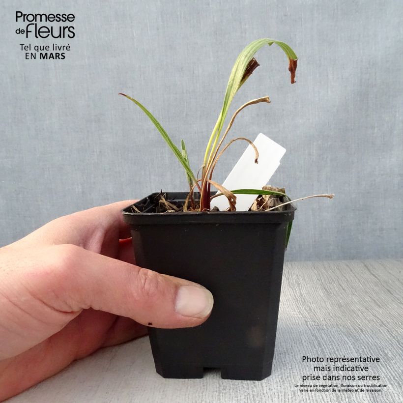 Amostra de Echinacea paradoxa - Equinácea amarela Vaso de 8/9 cm tal como entregue na primavera