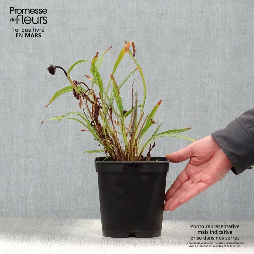 Amostra de Echinacea paradoxa - Equinácea amarela Vaso de 2 L/3 L tal como entregue na primavera