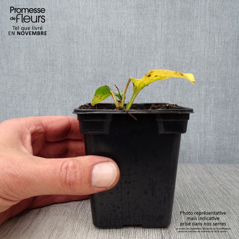 Amostra de Echinacea purpurea Alba Vaso de 7/8 cm tal como entregue no outono