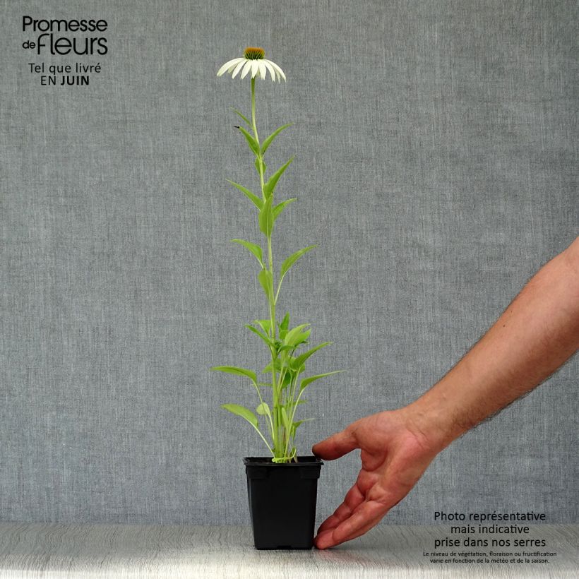 Amostra de Echinacea purpurea Alba Vaso de 7/8 cm tal como entregue no verão