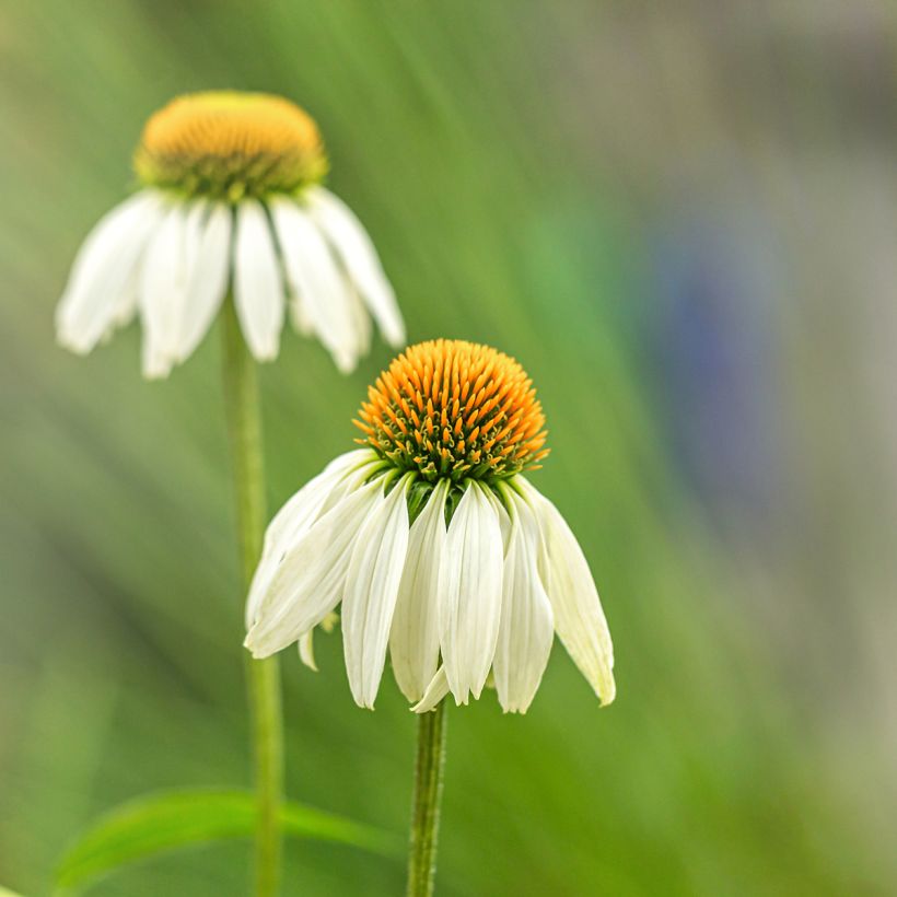 Echinacea alba em sementes (Floração)