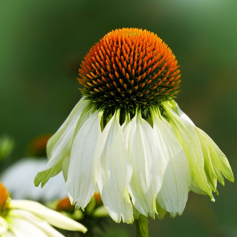 Echinacea purpurea Alba (Floração)
