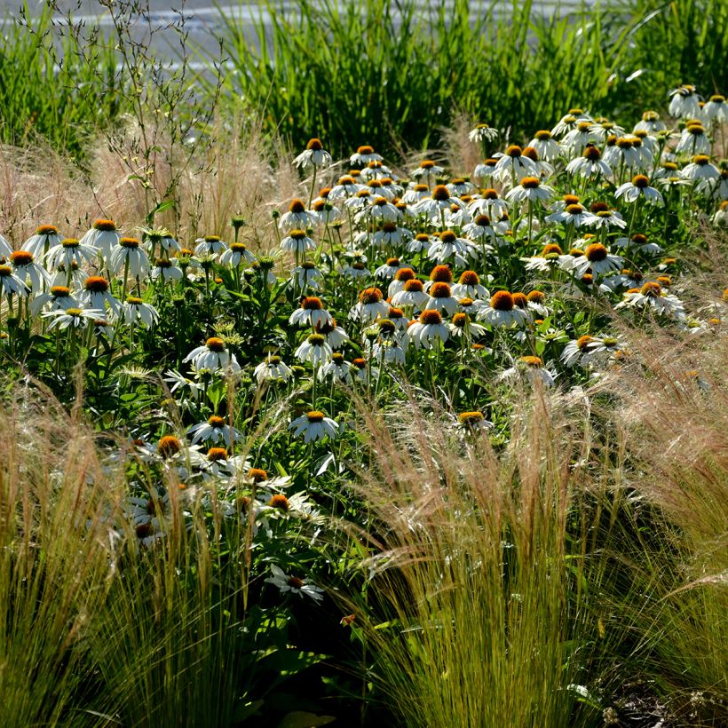 Echinacea purpurea Alba (Hábito)