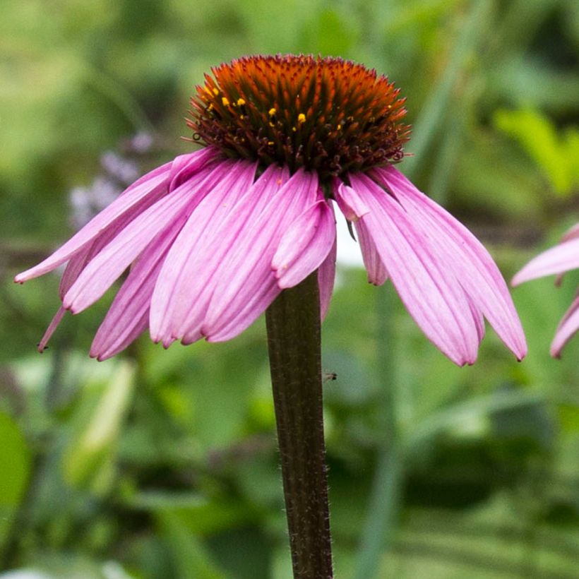 Echinacea purpurea Augustkönigin (Floração)