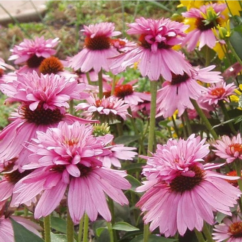 Echinacea purpurea Double Decker (Floração)