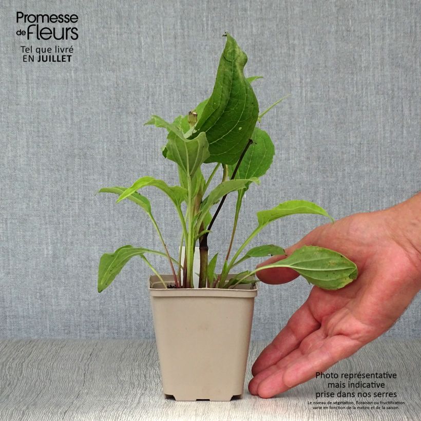 Amostra de Echinacea purpurea Double Decker Vaso de 8/9 cm tal como entregue no verão