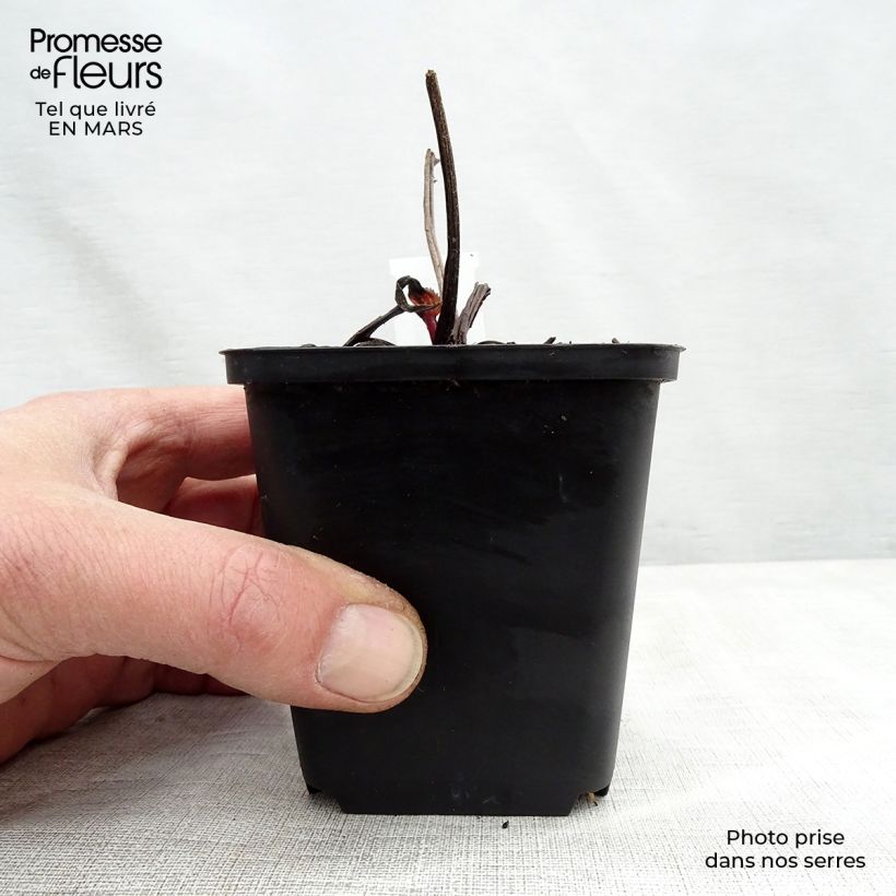 Amostra de Echinacea purpurea Double Decker Vaso de 8/9 cm tal como entregue na primavera