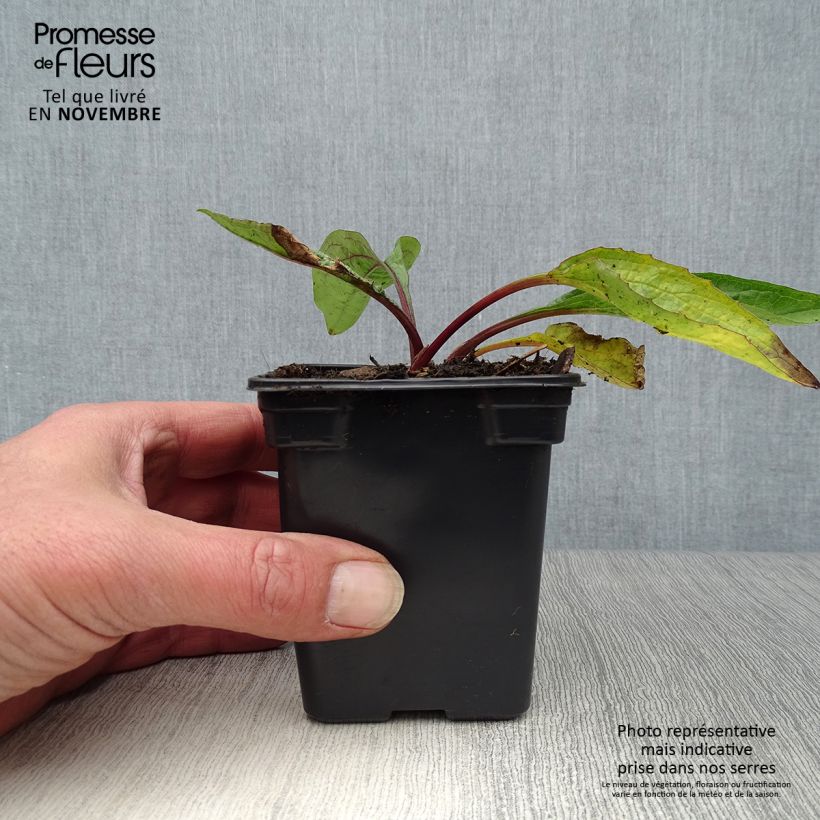 Amostra de Echinacea purpurea Vaso de 7/8 cm tal como entregue no outono