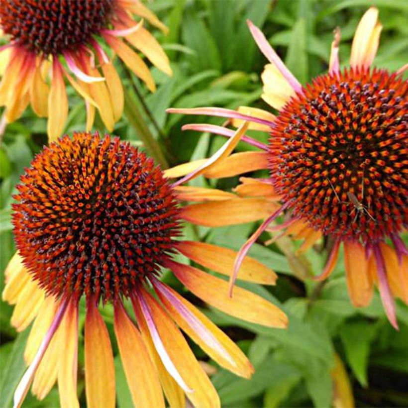 Echinacea purpurea Funky Yellow (Floração)
