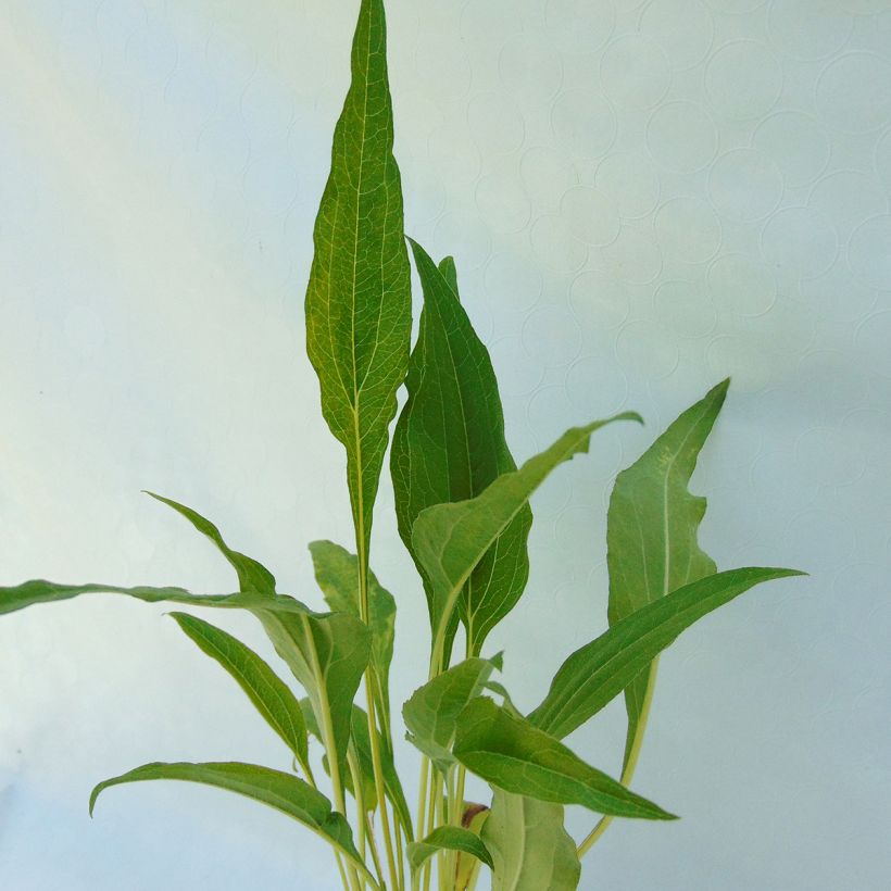 Echinacea purpurea Funky Yellow (Folhagem)