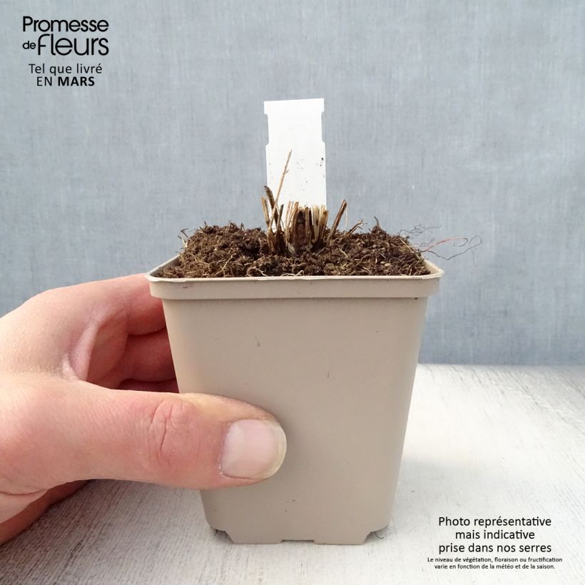 Amostra de Echinacea purpurea Funky Yellow Vaso de 8/9 cm tal como entregue na primavera