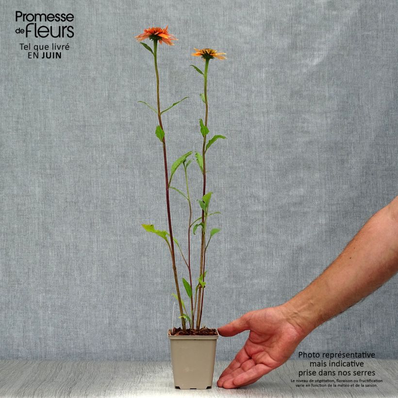 Amostra de Echinacea purpurea Irresistible Vaso de 8/9 cm tal como entregue no verão