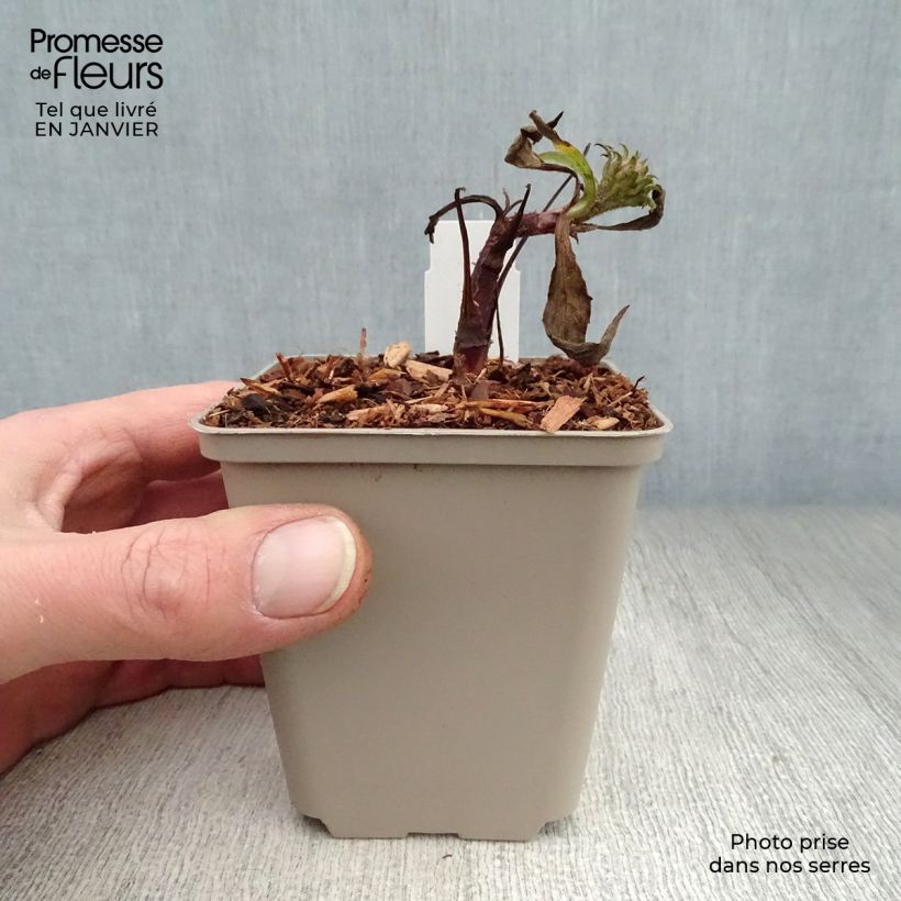 Amostra de Echinacea purpurea Irresistible - Echinacée Vaso de 8/9 cm tal como entregue no inverno