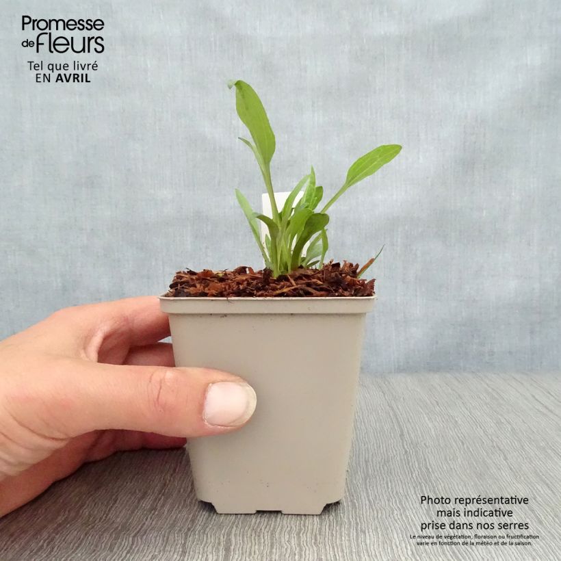 Amostra de Echinacea purpurea Irresistible Vaso de 8/9 cm tal como entregue na primavera