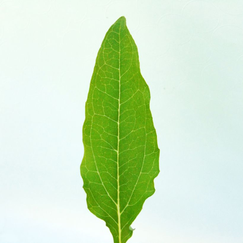 Echinacea purpurea Kim's Knee High (Folhagem)