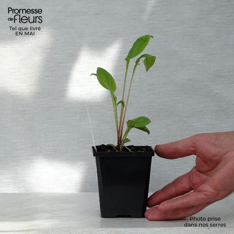 Amostra de Echinacea purpurea Kim's Knee High Vaso de 8/9 cm tal como entregue na primavera