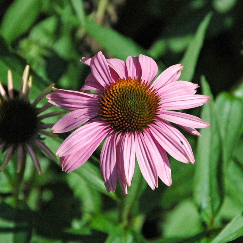 Echinacea purpurea Leuchtstern (Floração)
