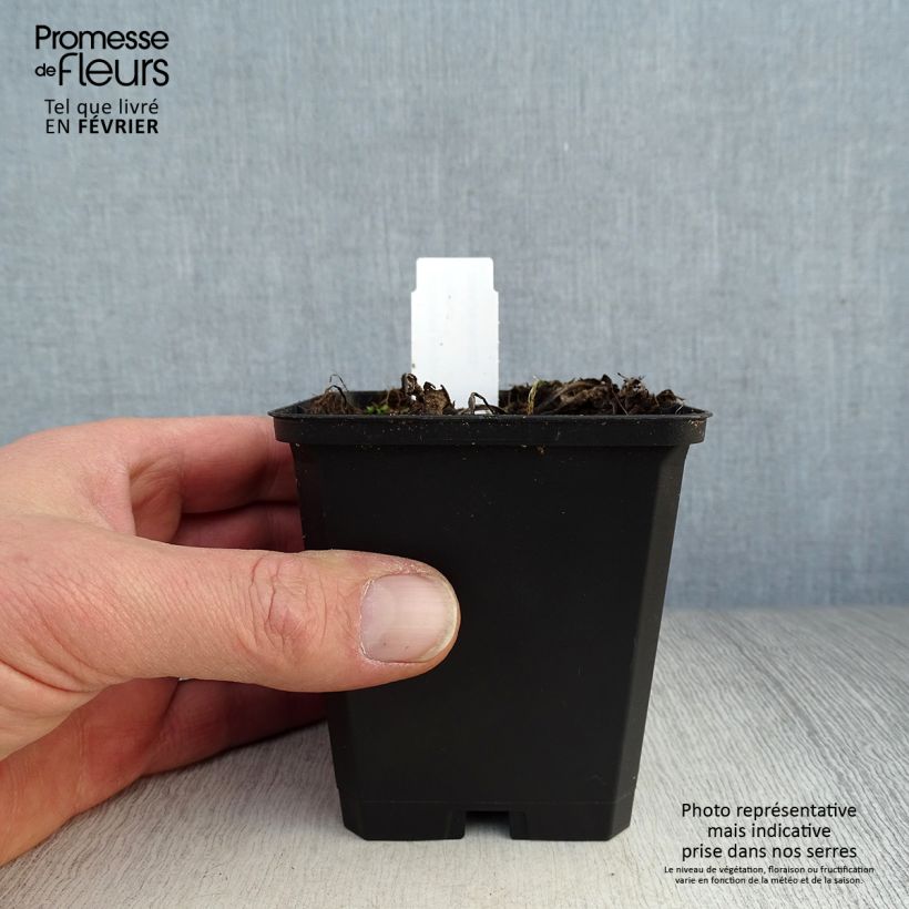 Amostra de Echinacea purpurea Little Magnus - Echinacée Vaso de 8/9 cm tal como entregue no inverno