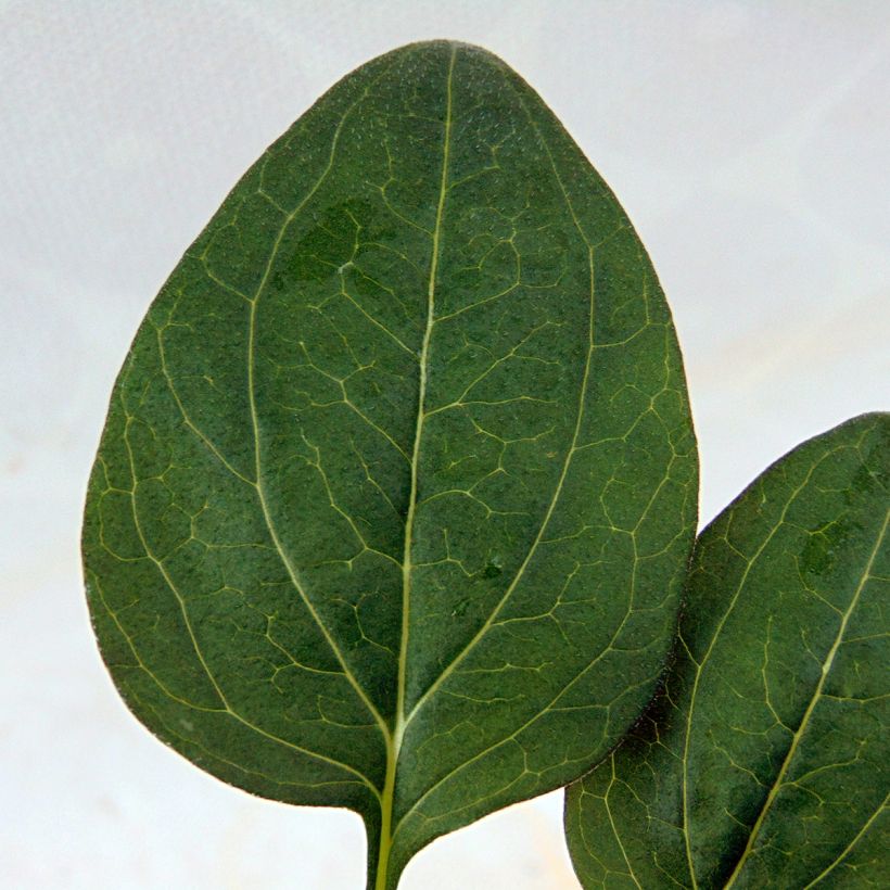 Echinacea purpurea Little Magnus (Folhagem)