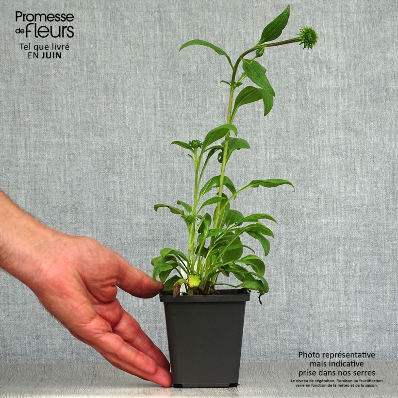 Amostra de Echinacea purpurea Little Magnus Vaso de 8/9 cm tal como entregue no verão