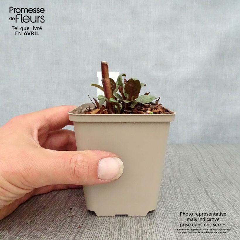 Amostra de Echinacea purpurea Little Magnus Vaso de 8/9 cm tal como entregue na primavera