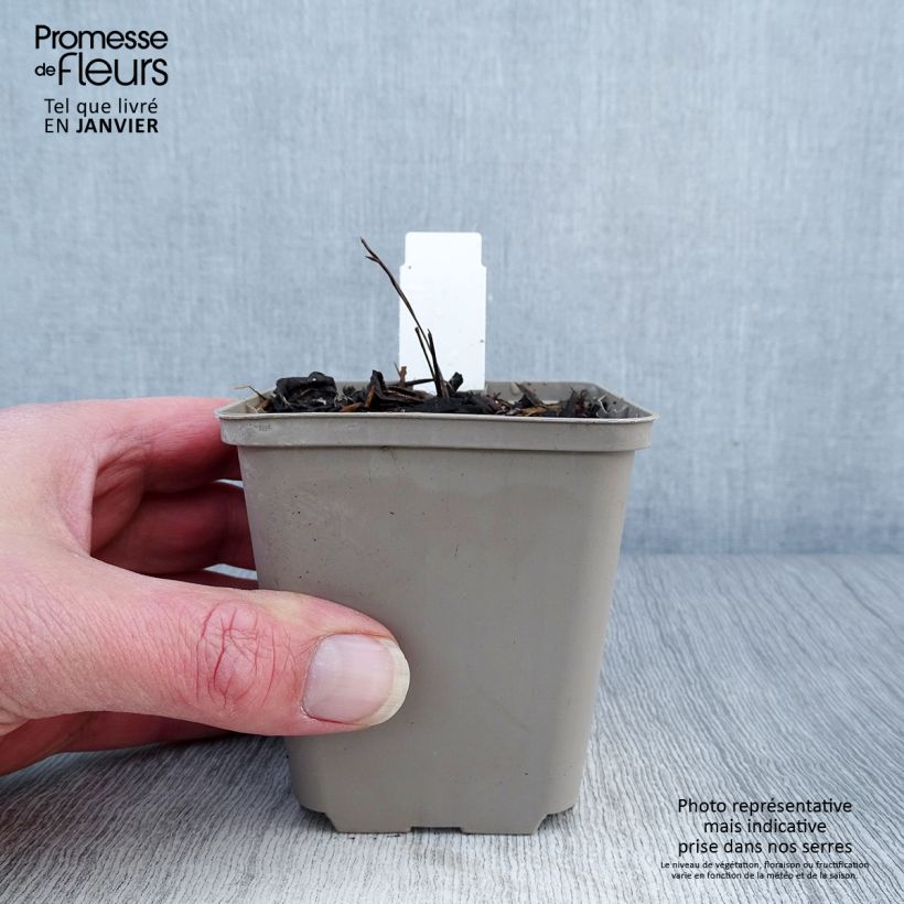 Amostra de Echinacea purpurea Mac 'n' Cheese - Echinacée Vaso de 8/9 cm tal como entregue no inverno