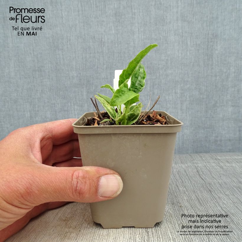 Amostra de Echinacea purpurea Mac 'n' Cheese Vaso de 8/9 cm tal como entregue na primavera