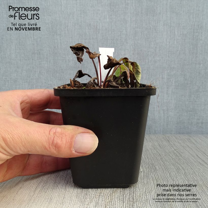 Amostra de Echinacea purpurea Magnus Vaso de 8/9 cm tal como entregue no outono
