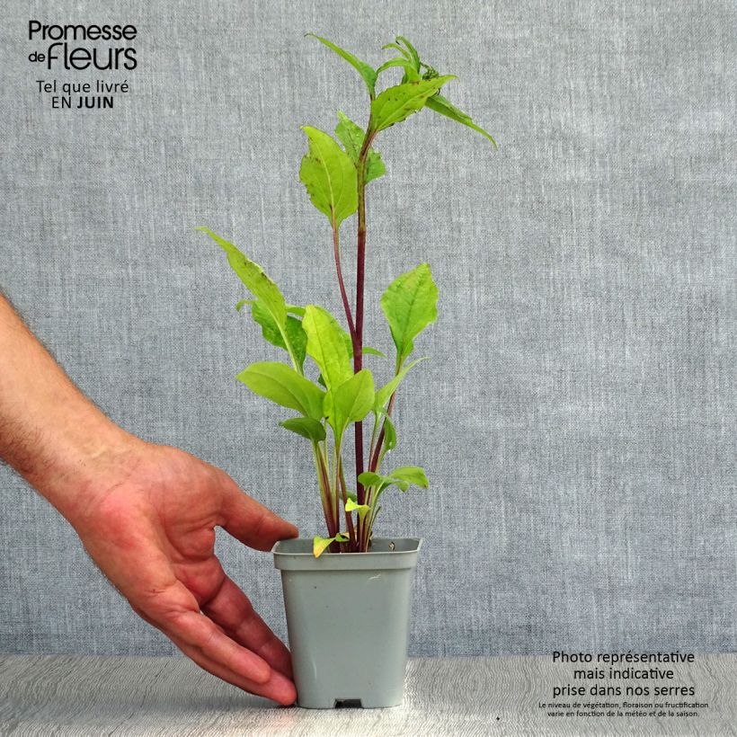Amostra de Echinacea purpurea Magnus Vaso de 8/9 cm tal como entregue no verão