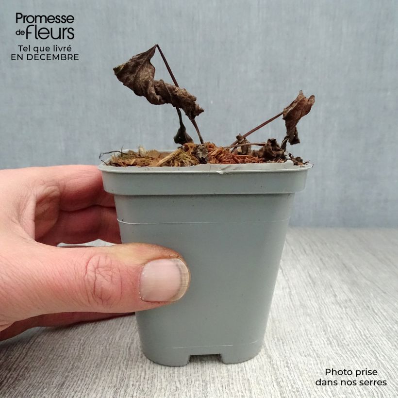 Amostra de Echinacea purpurea Magnus - Echinacée Vaso de 8/9 cm tal como entregue no inverno