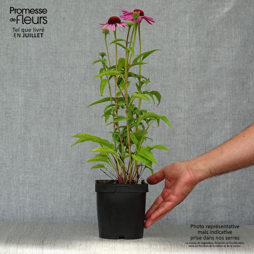 Amostra de Echinacea purpurea Magnus Vaso de 2 L/3 L tal como entregue no verão