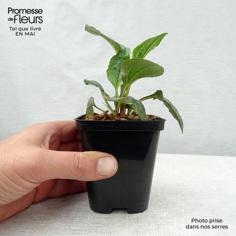 Amostra de Echinacea purpurea Magnus Vaso de 8/9 cm tal como entregue na primavera