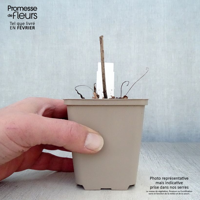 Amostra de Echinacea purpurea Meringue - Echinacée Vaso de 8/9 cm tal como entregue no inverno