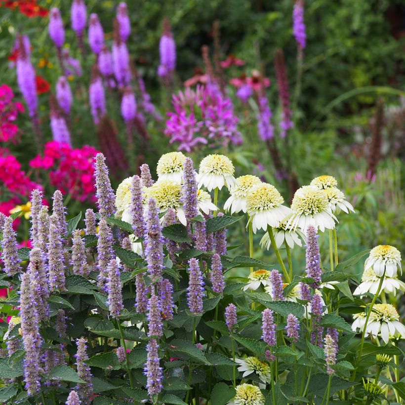 Echinacea purpurea Milkshake (Hábito)