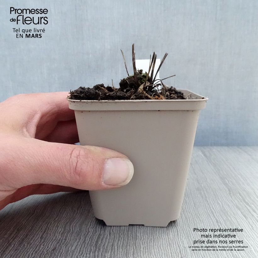 Amostra de Echinacea purpurea Milkshake Vaso de 8/9 cm tal como entregue na primavera