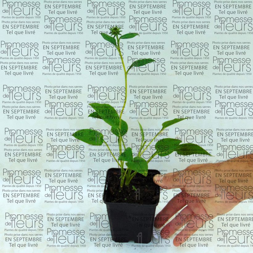 Exemplo de amostra de Echinacea purpurea Mozzarella - Echinacée Vaso de 8/9 cm tal como entregue