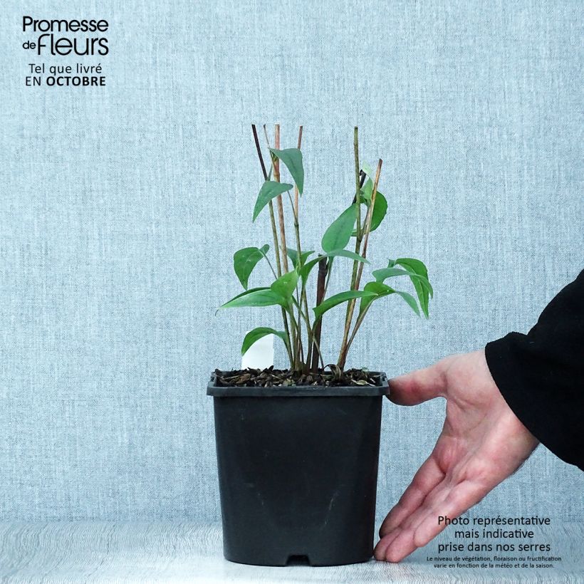 Amostra de Echinacea purpurea Pica Bella Vaso de 2 L/3 L tal como entregue no outono