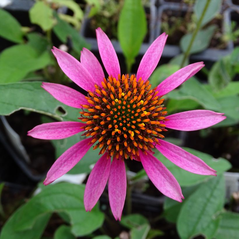 Echinacea purpurea Pica Bella (Floração)