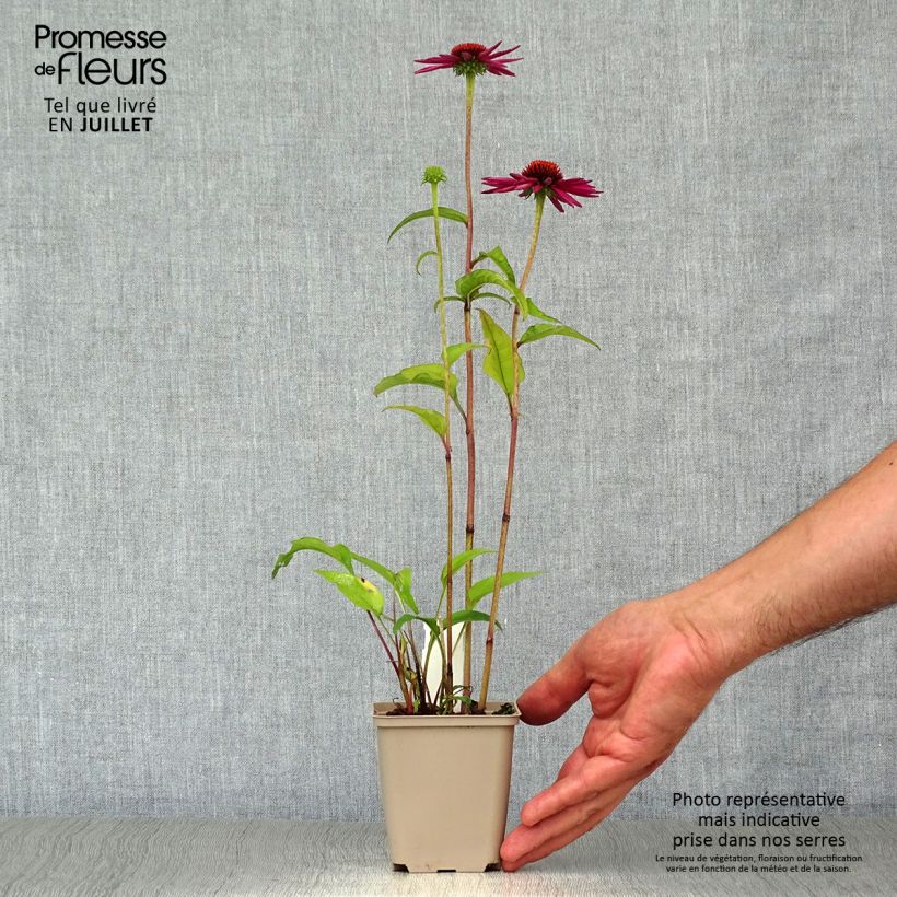 Amostra de Echinacea purpurea Pica Bella Vaso de 8/9 cm tal como entregue no verão