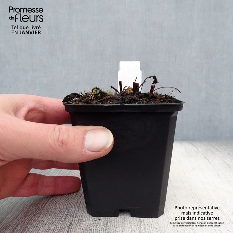 Amostra de Echinacea purpurea Pica Bella Vaso de 8/9 cm tal como entregue no inverno