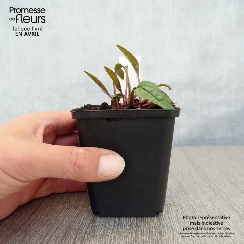 Amostra de Echinacea purpurea Pica Bella Vaso de 8/9 cm tal como entregue na primavera