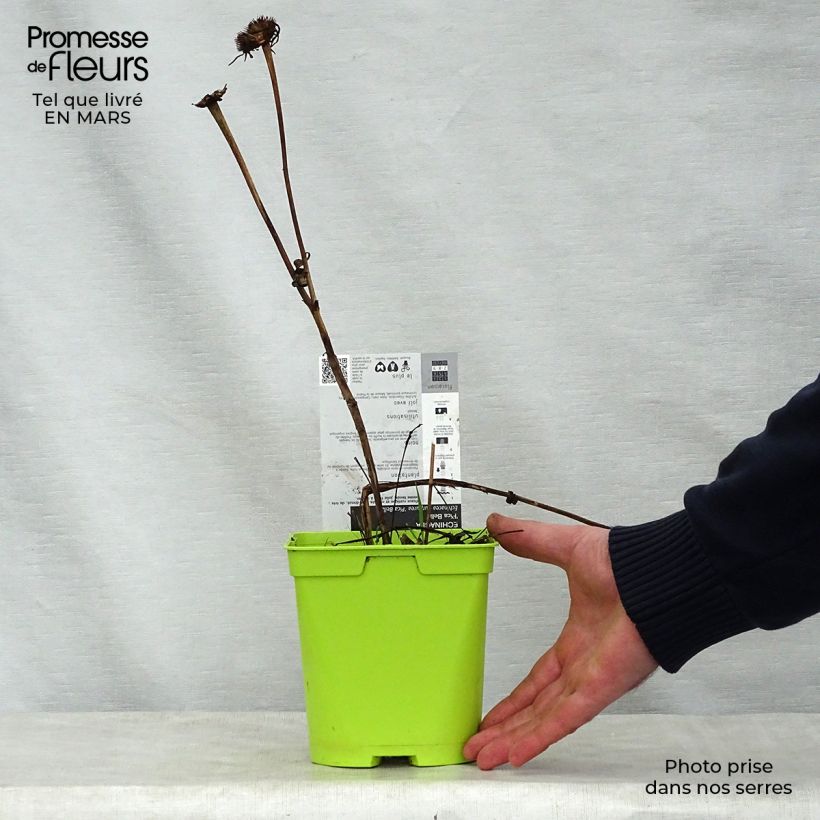 Amostra de Echinacea purpurea Pica Bella Vaso de 2 L/3 L tal como entregue na primavera